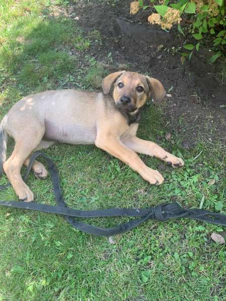 Ласковые бархатные щеночки в Санкт-Петербурге фото 6