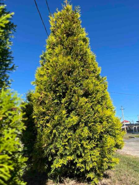 Туя брабанд