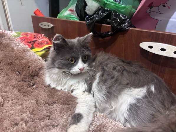 Отдаем котенка бесплатно