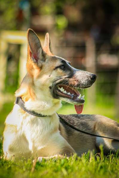 Красавчик, метис овчарки Рэкс в дар в Москве фото 4