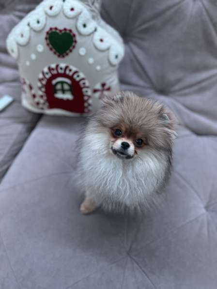 Шпиц 5 месяц