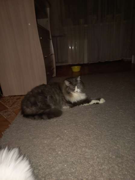 Кот сибиряк,4 года в Новосибирске фото 67