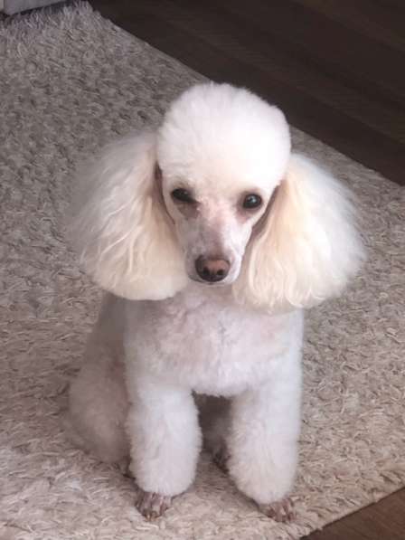 Той-пудель щенки в Анапе фото 3