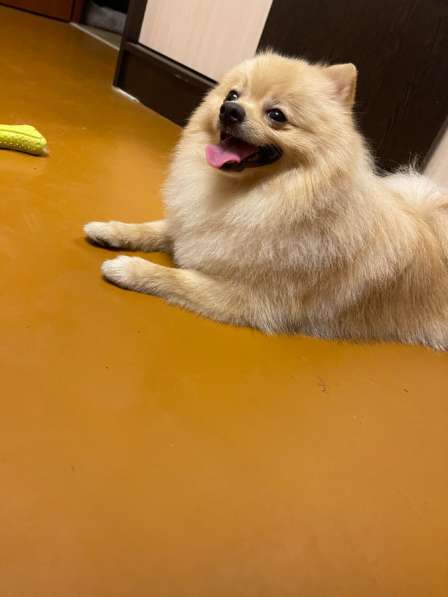 Продам померанского шпица в Череповце