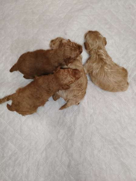 Мальтипу щенки