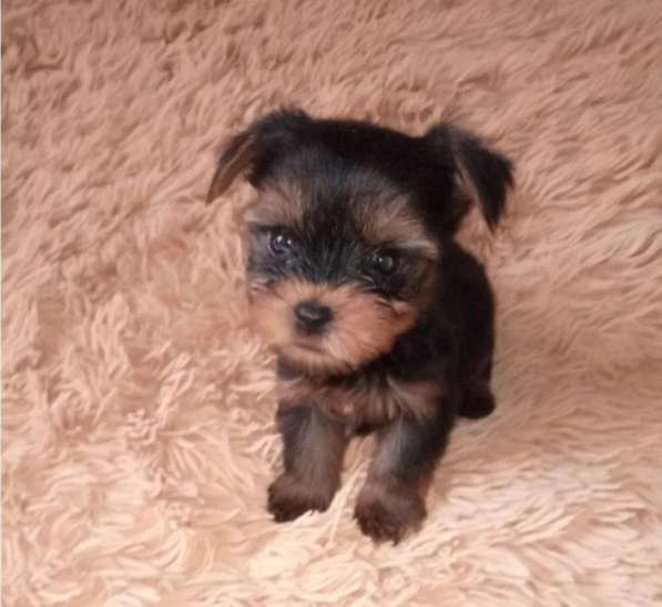 Йоркширский терьер