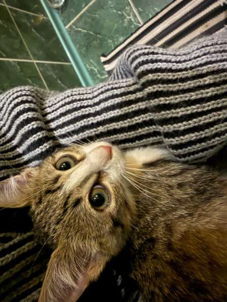 Ставрополь, котики в добрые руки