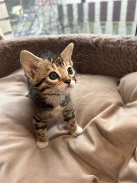 Продаются бенгальские котята в Санкт-Петербурге