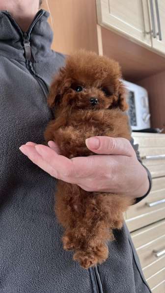 Poodle teacup. Red brown girl в 
