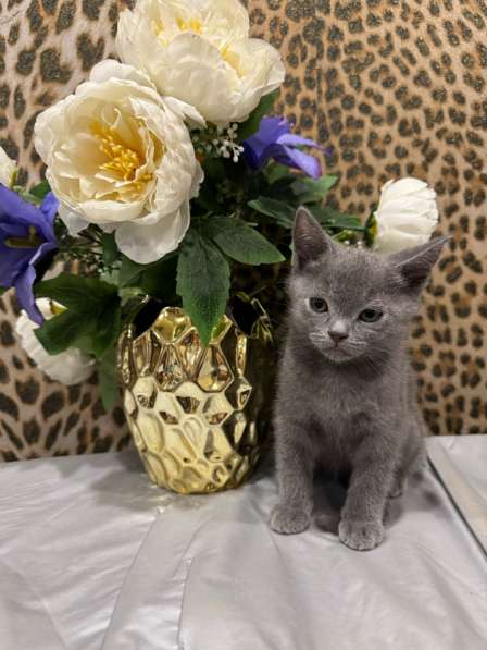 Британские котята