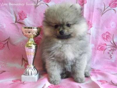Продается щенок померанского шпица в Калининграде фото 4