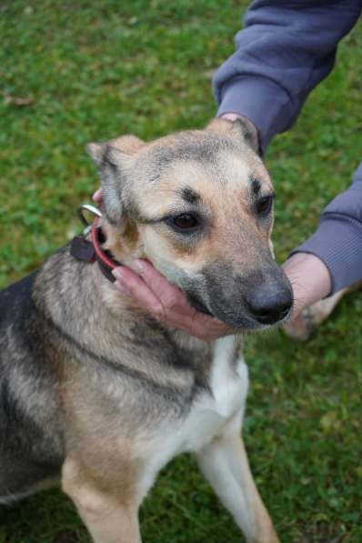 Ласковая собачка Ласка в добрые руки в Москве