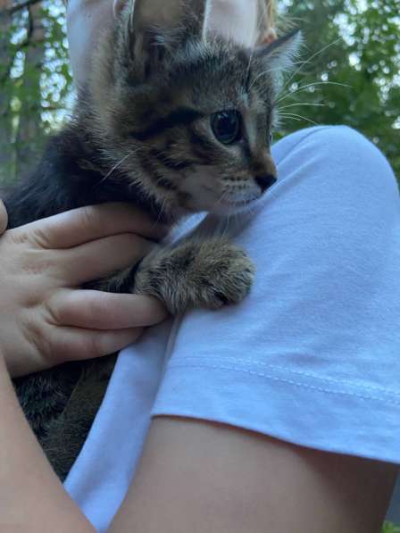 Отдам в добрые руки котят