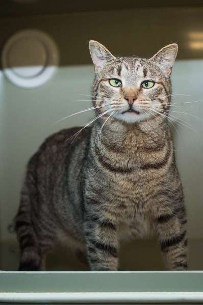 Вера - кошка с изюминкой в самые добрые руки! в Москве