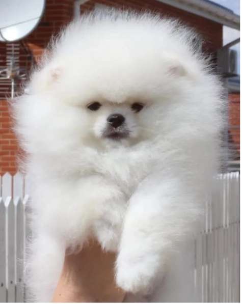 Pomeranski Mini Shpic Pomeranian Spitz Померанские Мини шпиц в фото 11
