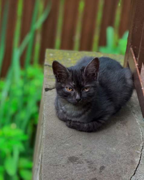Котёнок в добрые руки в Москве