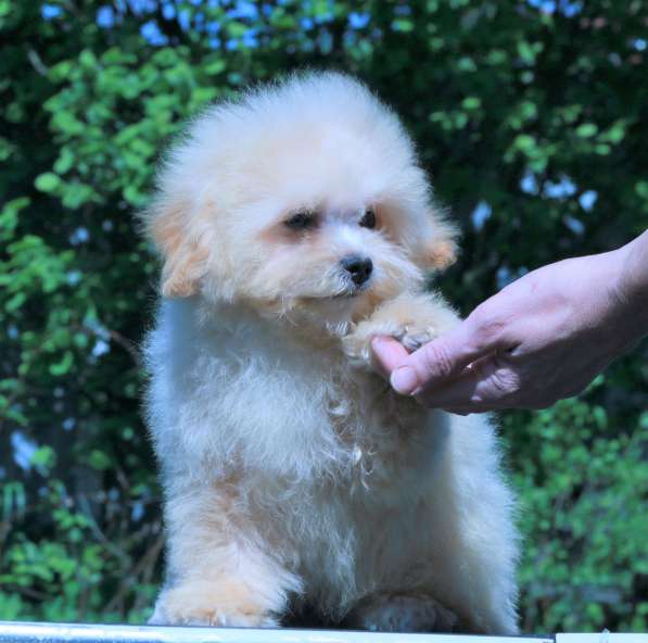 Мальтипу Ф1 щенки мини в Москве фото 3