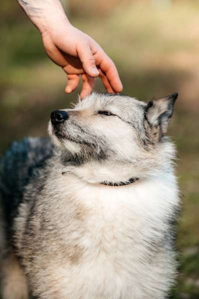Общительная и добродушная бородатая дама Софа в Москве фото 7