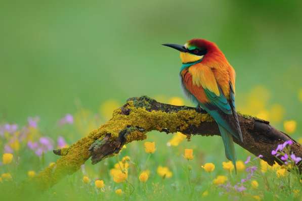 Золотистая щурка