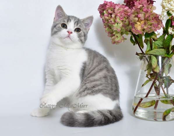 British shorthair kittens в фото 5