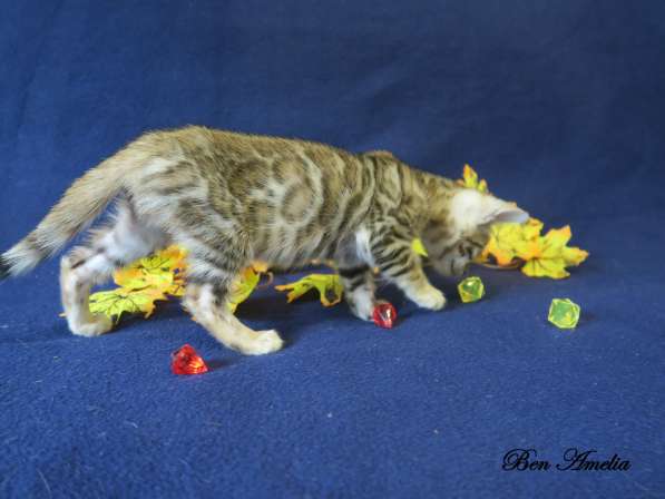 Бенгальская девочка - Ben Amelia Azalea Miret в Москве фото 6