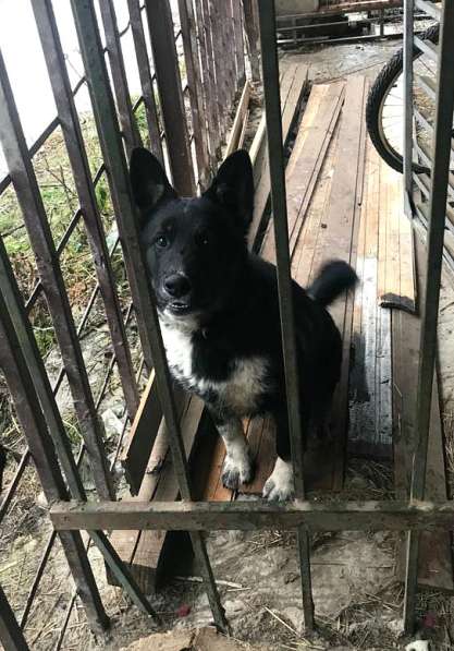 Щенок Бумер ищет семью