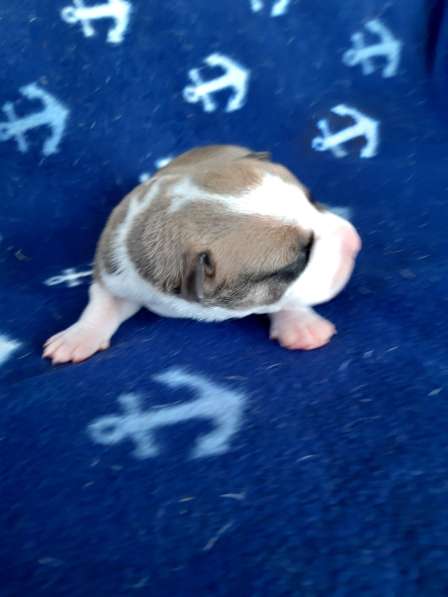 Милые мальчики и девочки Амстаффа резерв ркф в Москве фото 37