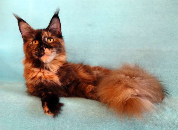 Апельсинки к Новому Году в Рязани фото 116