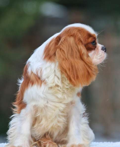 Puppy Cavalier King Charles Spaniel в фото 5