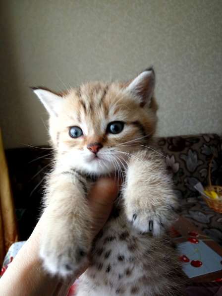 Британские кошечки в Санкт-Петербурге фото 10