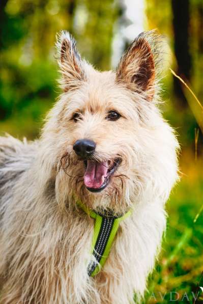 Трогательный Чарлик ищет дом в Москве фото 23