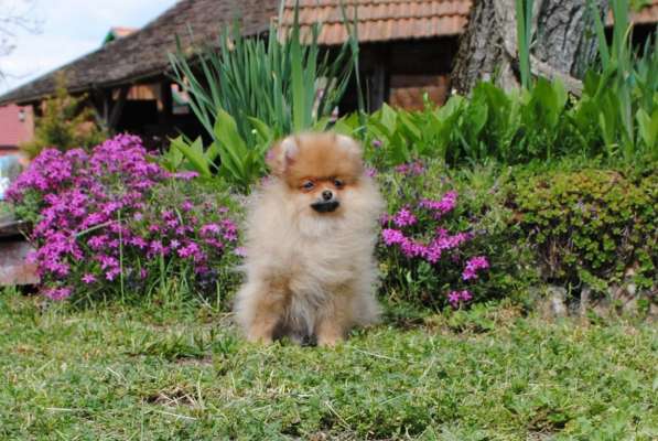 Pomeranian Spitz girl