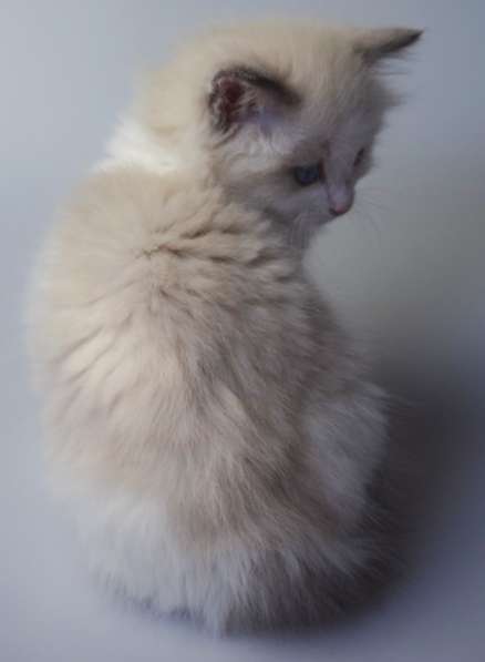Котята Регдолл в Москве фото 20