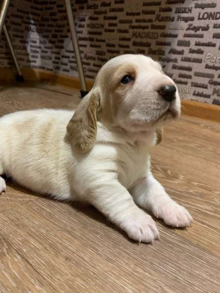 Щенки Бассет Хаунд в фото 9