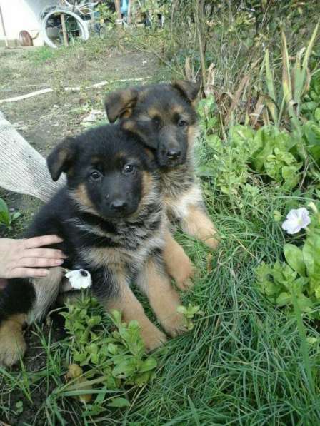 Щенок немецкой овчарки от отличного кобеля в Краснодаре фото 4