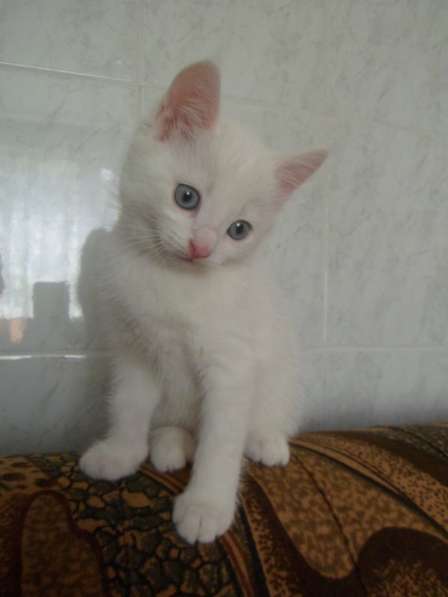 Котята Мальчик белый. Девочка трехцветка в Тюмени фото 3