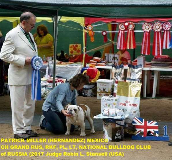 Английский бульдог щенки в Москве фото 4