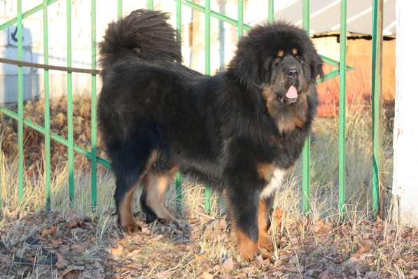 Кобели Тибетского мастифа для вязки в Киржаче фото 6