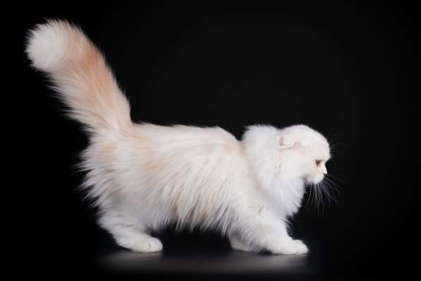 Котенок - счастье в дом в Санкт-Петербурге фото 4