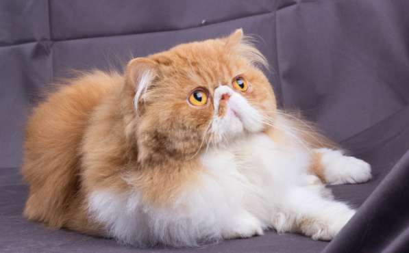 Продается персидский кот(экзот ДШ) в Санкт-Петербурге фото 4
