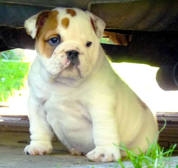 Продаю щенков английского бульдога в Москве фото 6