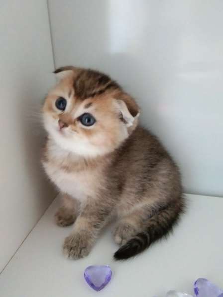 Шотландский малыш в Москве фото 6