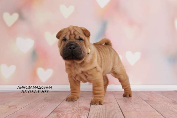 Щенки шар пея в Краснодаре фото 22