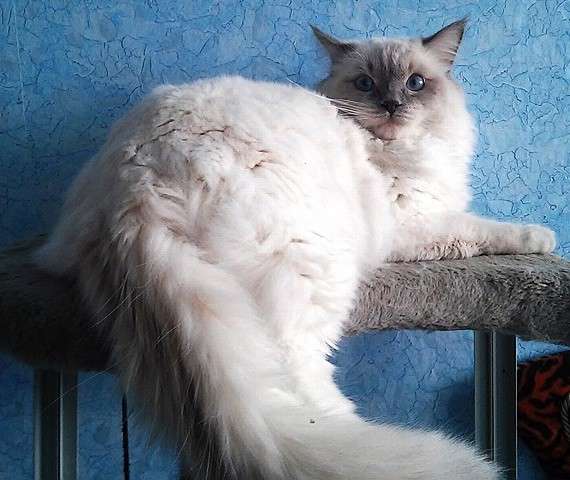 Кошка породы Ragdoll (Тряпичная кукла)