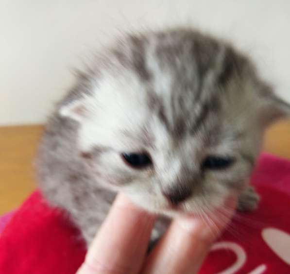 Продам двух шотландских вислоухих котят. Родословнач в фото 9