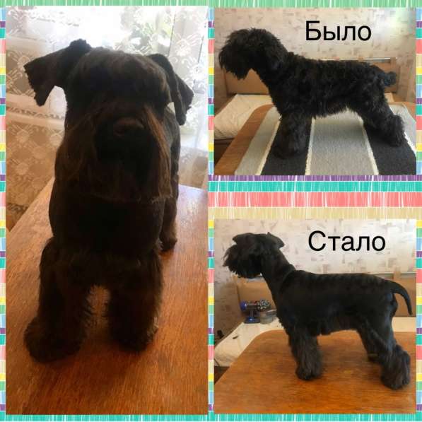 Груминг в Москве фото 3