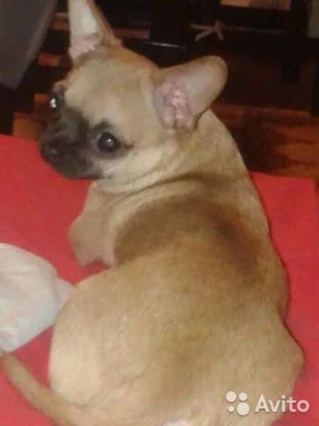 Мальчик чихуахуа 1 год в Пскове фото 3
