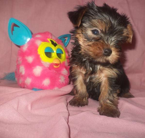 Йоркширский терьер. вязка в Новосибирске фото 8