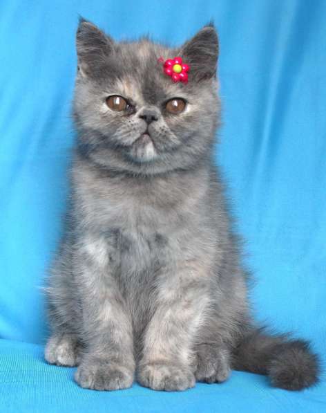 Котенок персидский экзотический. Девочка. Фото, Видео в фото 8