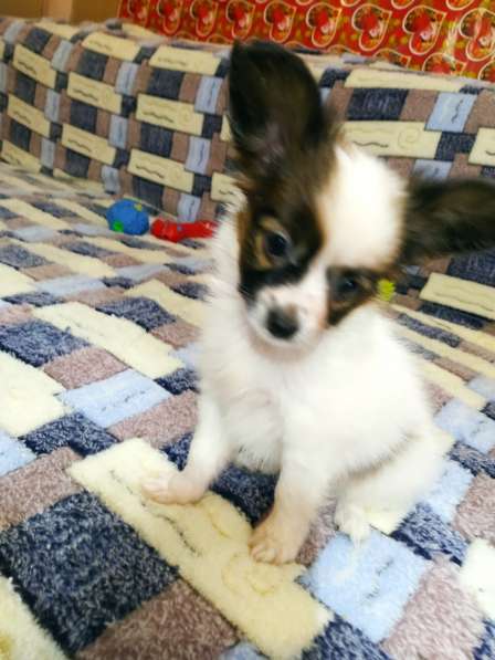 Щенки папийона в Ростове-на-Дону фото 17